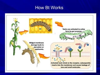 How Bt Works
bt
 