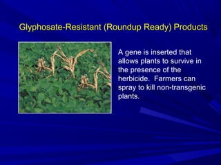 Glyphosate-Resistant (Roundup Ready) Products
A gene is inserted that
allows plants to survive in
the presence of the
herbicide. Farmers can
spray to kill non-transgenic
plants.
 
