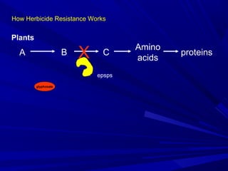 How Herbicide Resistance Works
A B C
Amino
acids
proteins
epsps
glyphosate
X
Plants
 