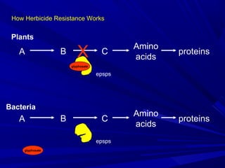 How Herbicide Resistance Works
A B C
Amino
acids
proteins
epsps
glyphosate
X
A B C
Amino
acids
proteins
epsps
Plants
Bacteria
glyphosate
 