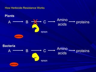 How Herbicide Resistance Works
A B C
Amino
acids
proteins
epsps
epsps
Plants
X
glyphosate
A B C
Amino
acids
proteins
Bacteria
glyphosate
 