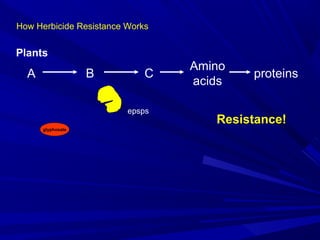 How Herbicide Resistance Works
A B C
Amino
acids
proteins
epsps
Plants
glyphosate
Resistance!
 