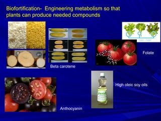 Biofortification- Engineering metabolism so that
plants can produce needed compounds
Beta carotene
Folate
Anthocyanin
High oleic soy oils
 