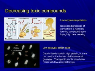 Decreasing toxic compounds
Low acrylamide potatoes
Decreased presence of
acrylamide, a naturally-
forming compound upon
frying/high heat cooking
Low gossypol cotton seed
Cotton seeds contain high protein, but are
not used in the human diet because of
gossypol. Transgenic plants have been
made with low gossypol levels.
 