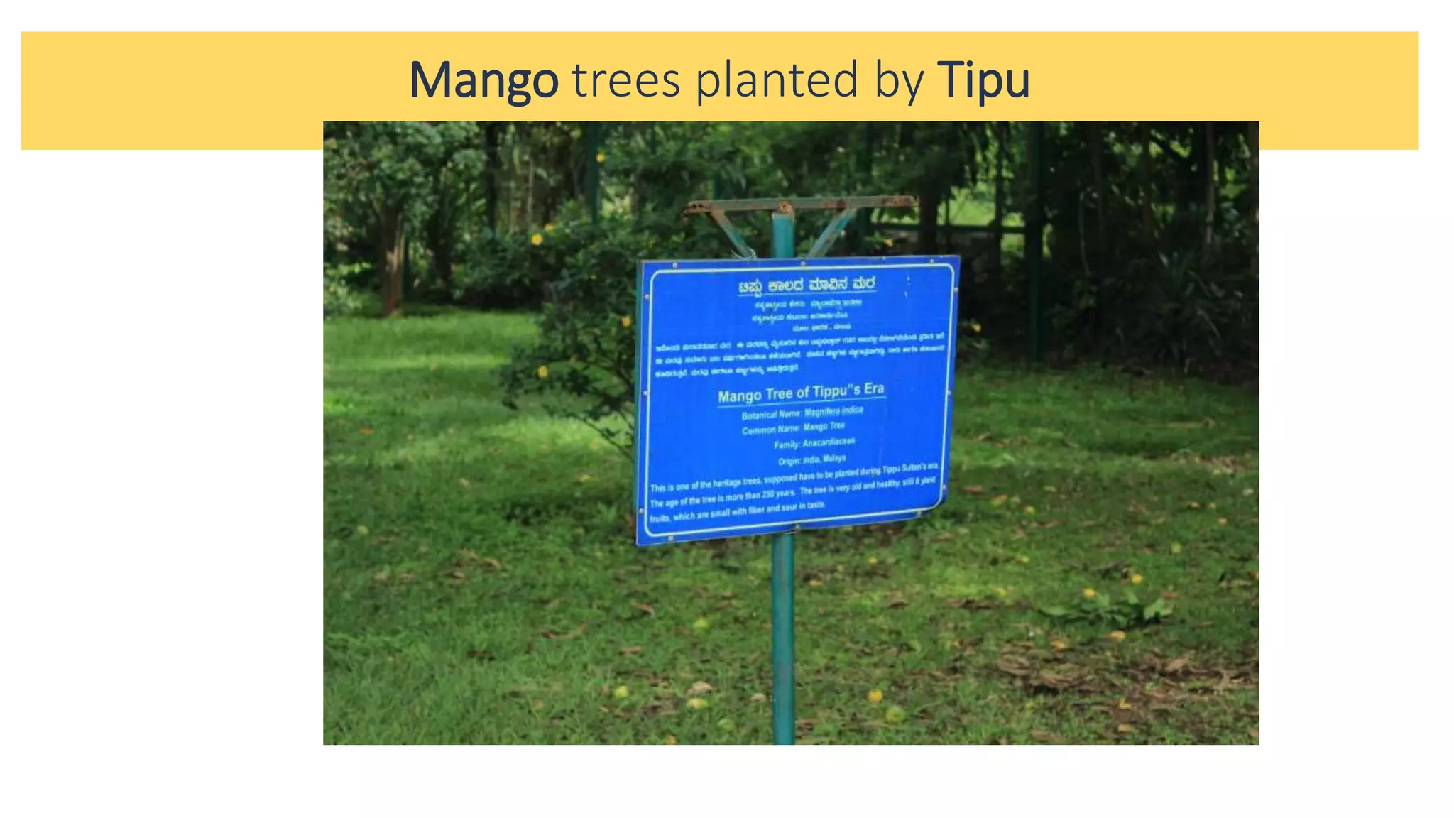 Mango trees planted by Tipu
 
