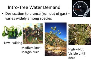 Intro-Tree Water Demand
• Desiccation tolerance (run out of gas) –
varies widely among species
Low - wilting
Medium –
defo...