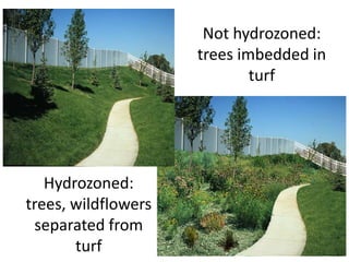 Not hydrozoned:
trees imbedded in
turf
Hydrozoned:
trees, wildflowers
separated from
turf
 