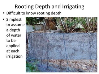 Rooting Depth and Irrigating
• Difficult to know rooting depth
• Simplest
to assume
a depth
of water
to be
applied
at each...