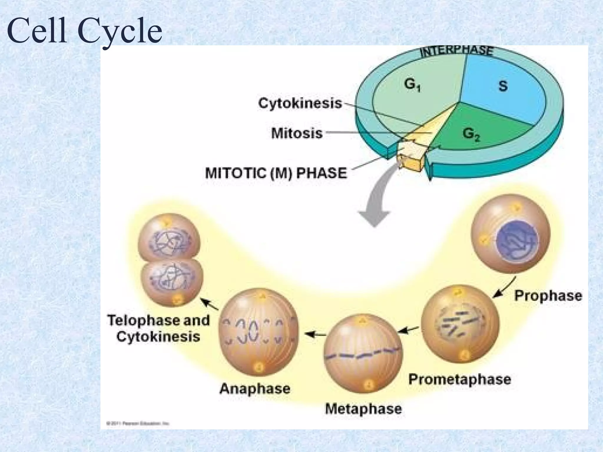 Cell Cycle
 