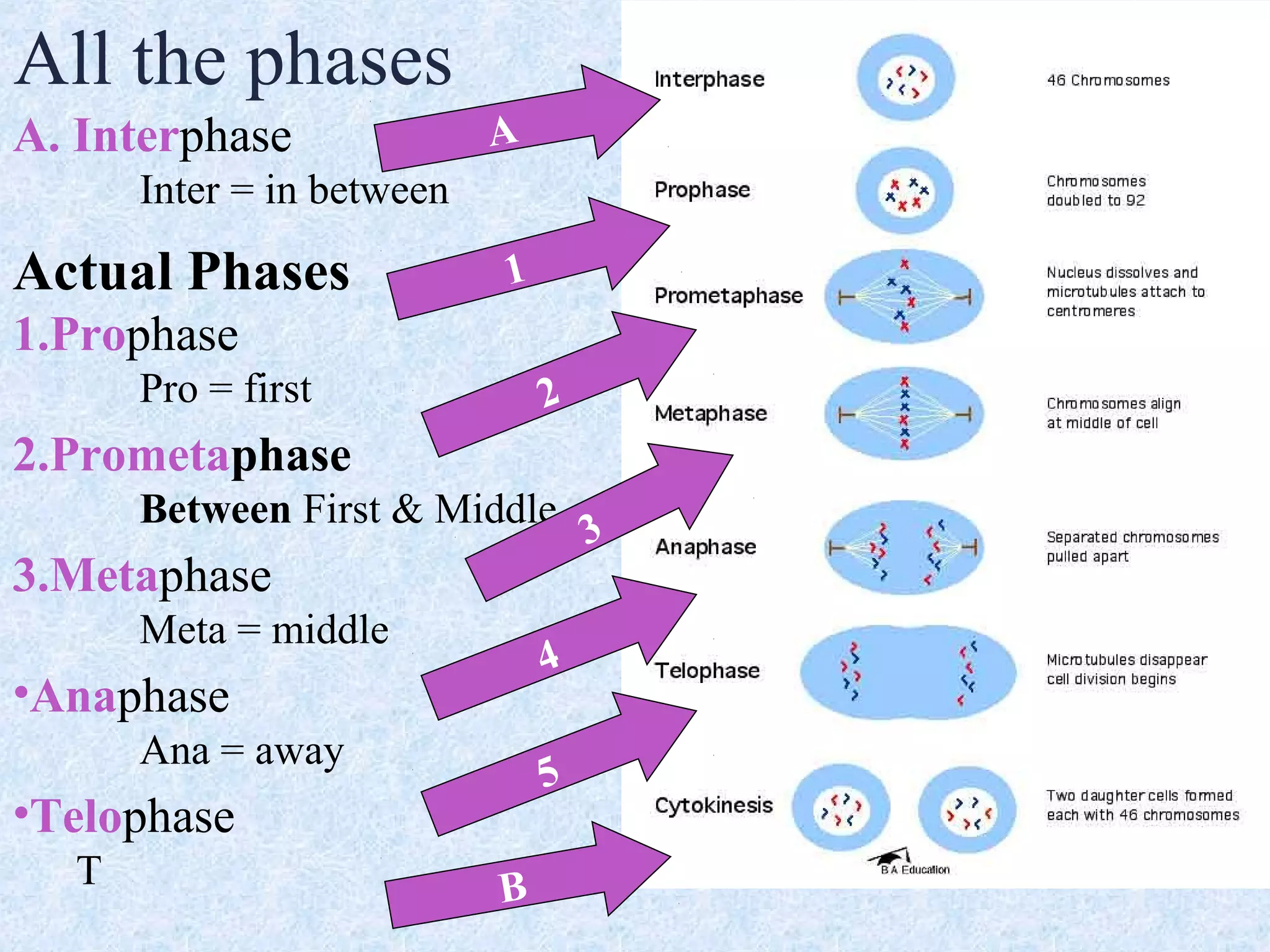 A. Interphase
Inter = in between
Actual Phases
1.Prophase
Pro = first
2.Prometaphase
Between First & Middle
3.Metaphase
Meta = middle
•Anaphase
Ana = away
•Telophase
T
All the phases
1
2
3
4
A
5
B
 