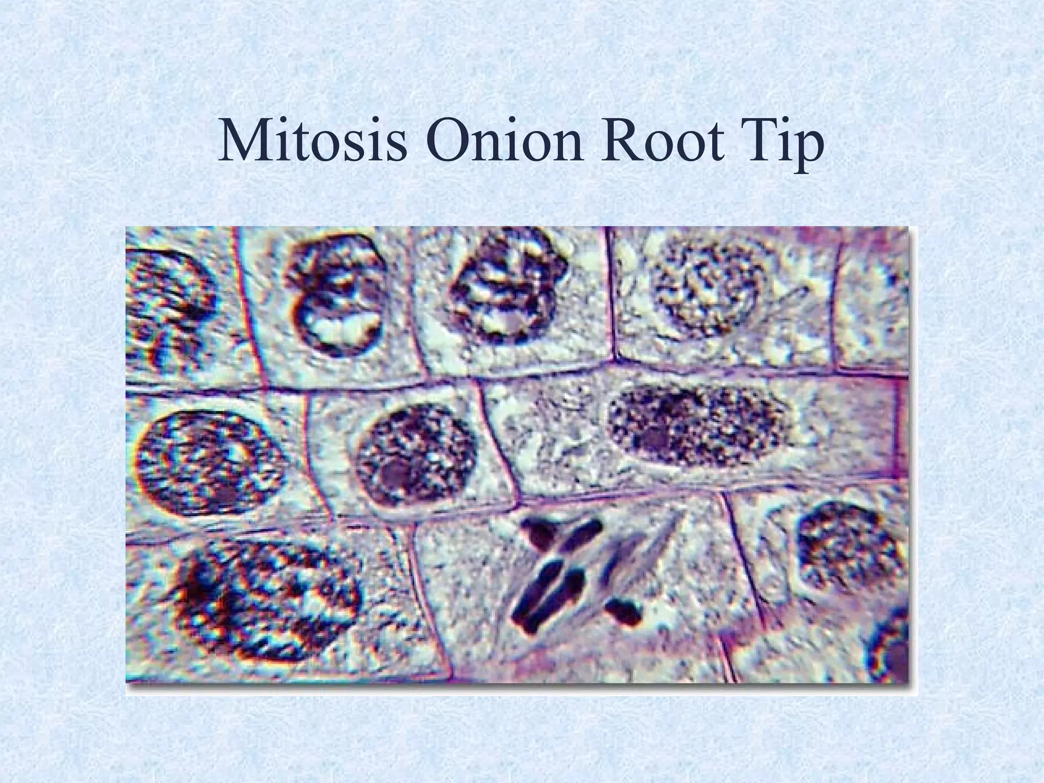 Mitosis Onion Root Tip
 