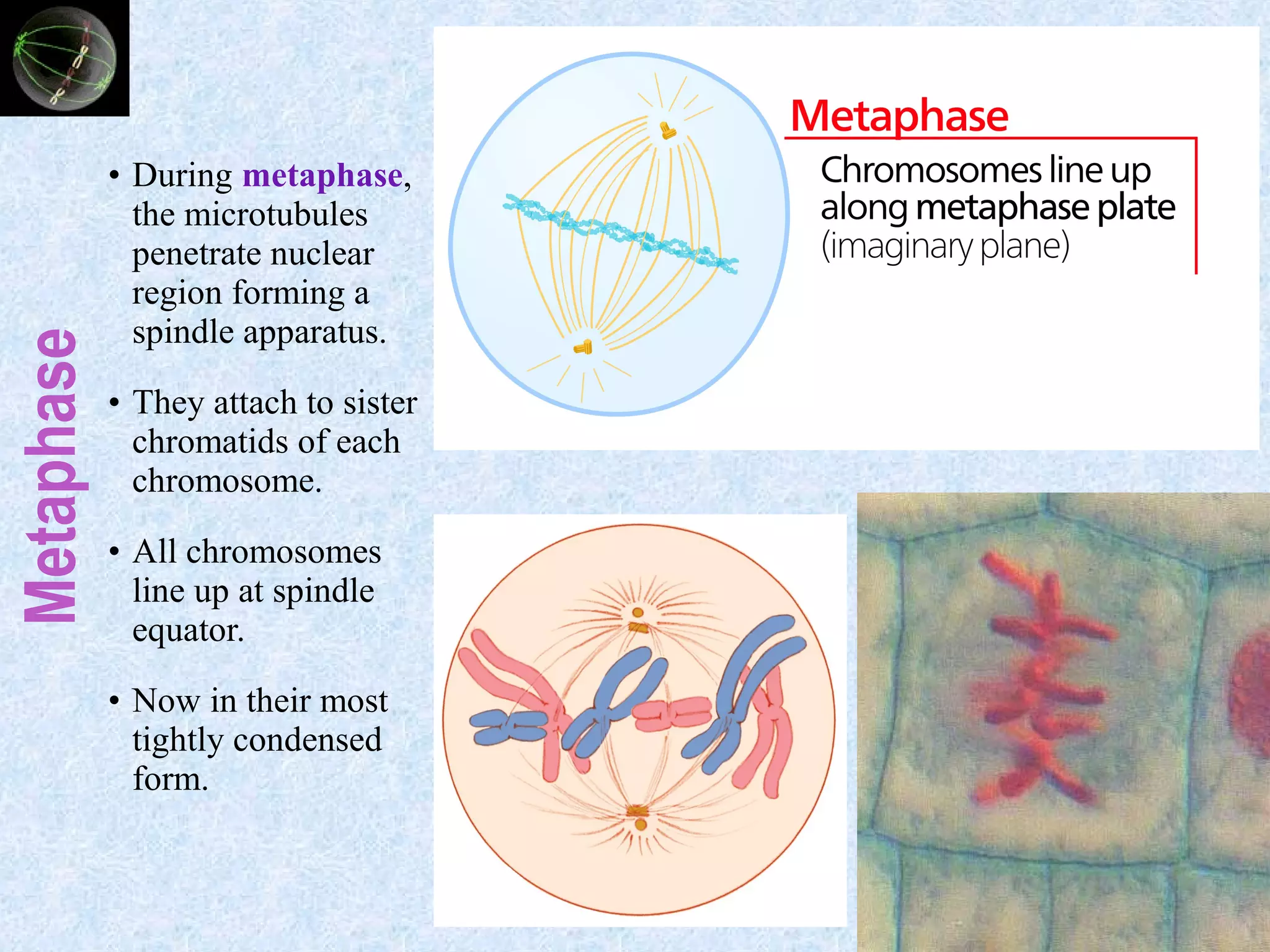 Metaphase
• During metaphase,
the microtubules
penetrate nuclear
region forming a
spindle apparatus.
• They attach to sister
chromatids of each
chromosome.
• All chromosomes
line up at spindle
equator.
• Now in their most
tightly condensed
form.
 