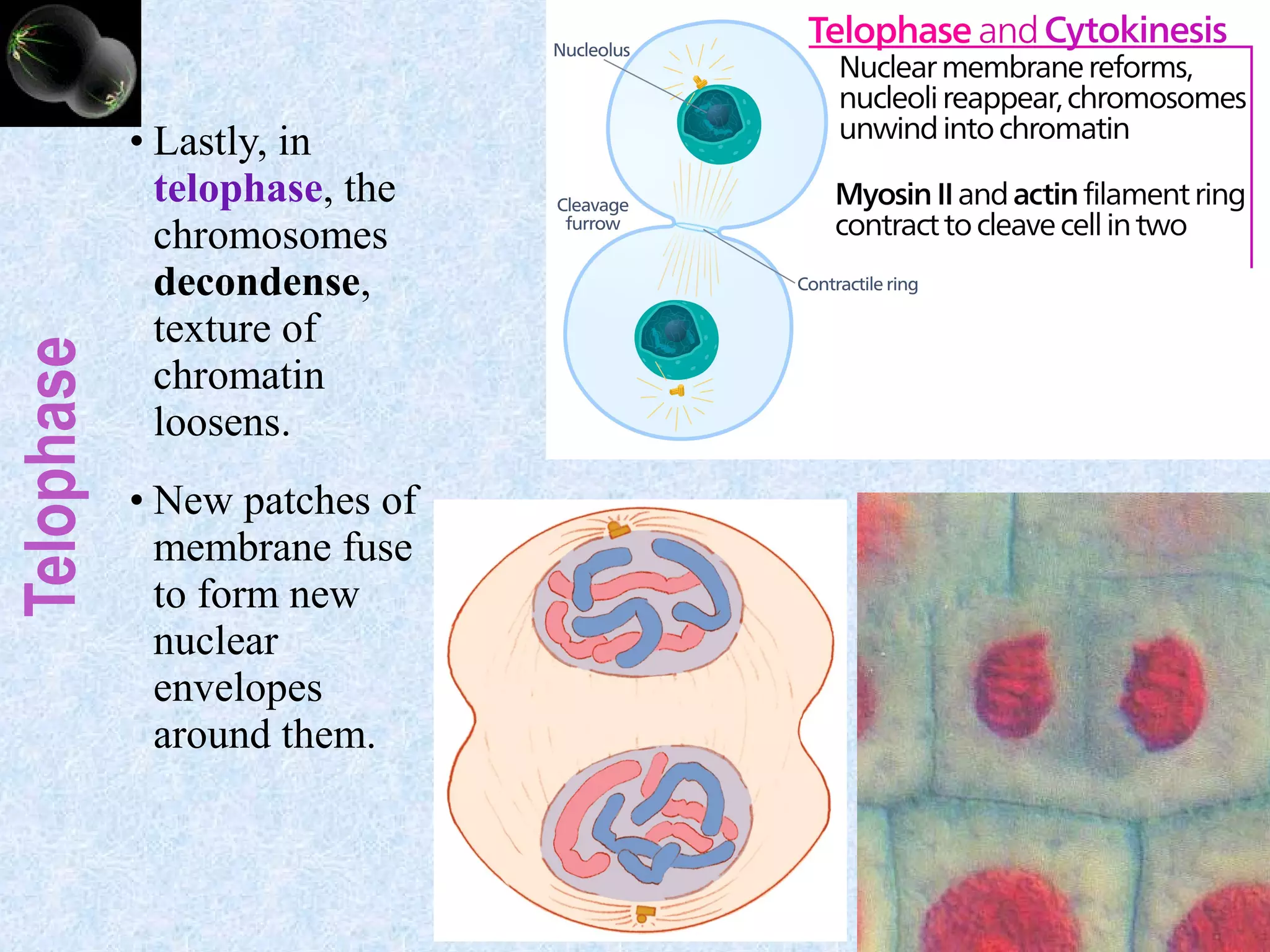 Telophase
• Lastly, in
telophase, the
chromosomes
decondense,
texture of
chromatin
loosens.
• New patches of
membrane fuse
to form new
nuclear
envelopes
around them.
 