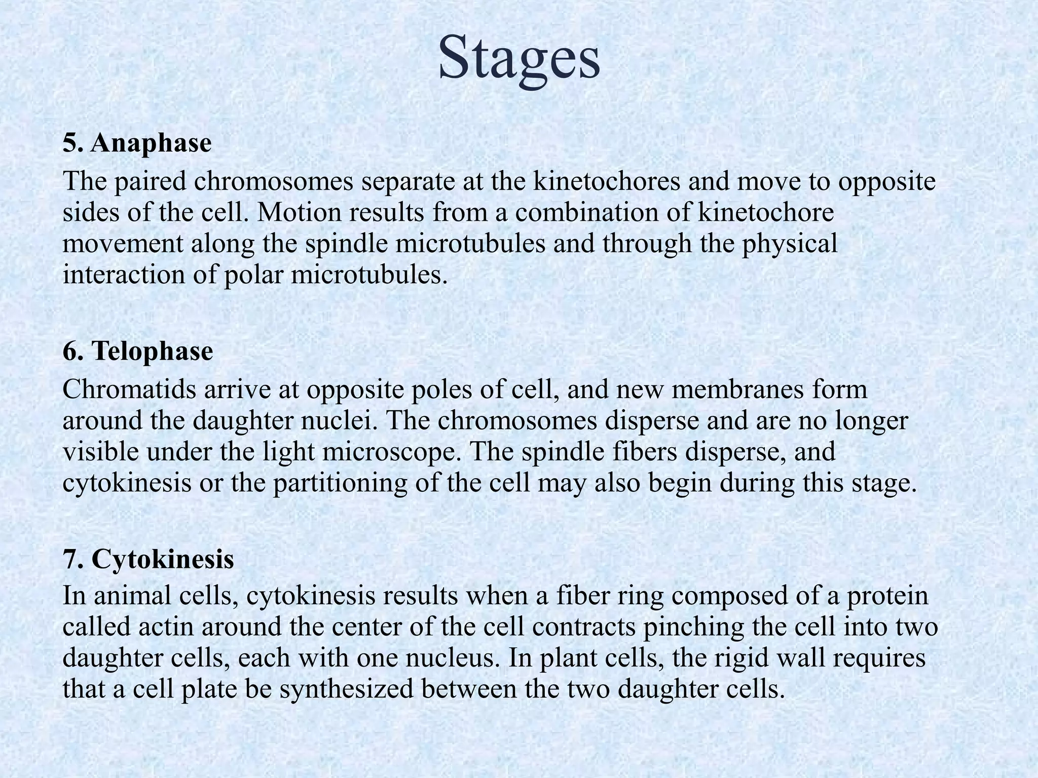 Stages
5. Anaphase
The paired chromosomes separate at the kinetochores and move to opposite
sides of the cell. Motion results from a combination of kinetochore
movement along the spindle microtubules and through the physical
interaction of polar microtubules.
6. Telophase
Chromatids arrive at opposite poles of cell, and new membranes form
around the daughter nuclei. The chromosomes disperse and are no longer
visible under the light microscope. The spindle fibers disperse, and
cytokinesis or the partitioning of the cell may also begin during this stage.
7. Cytokinesis
In animal cells, cytokinesis results when a fiber ring composed of a protein
called actin around the center of the cell contracts pinching the cell into two
daughter cells, each with one nucleus. In plant cells, the rigid wall requires
that a cell plate be synthesized between the two daughter cells.
 