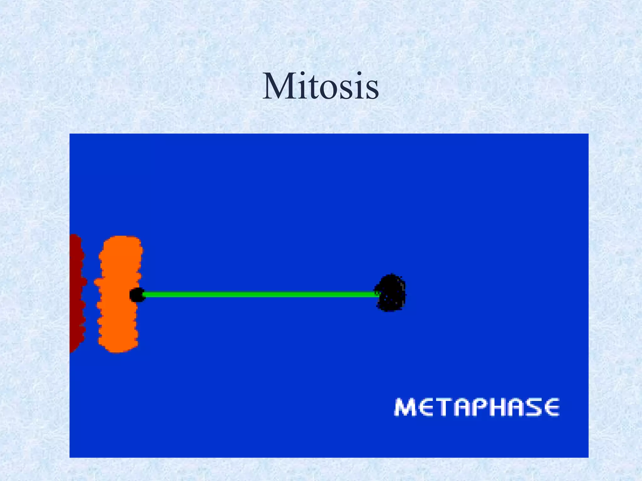 Mitosis
 