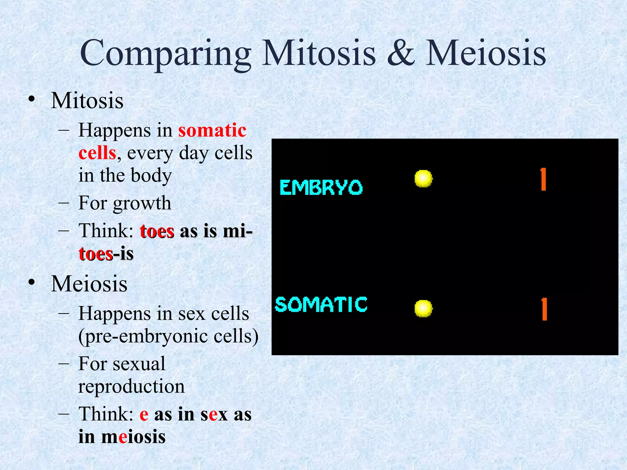 Comparing Mitosis & Meiosis
• Mitosis
– Happens in somatic
cells, every day cells
in the body
– For growth
– Think: toestoes as is mi-as is mi-
toestoes-is-is
• Meiosis
– Happens in sex cells
(pre-embryonic cells)
– For sexual
reproduction
– Think: e as in sex as
in meiosis
 