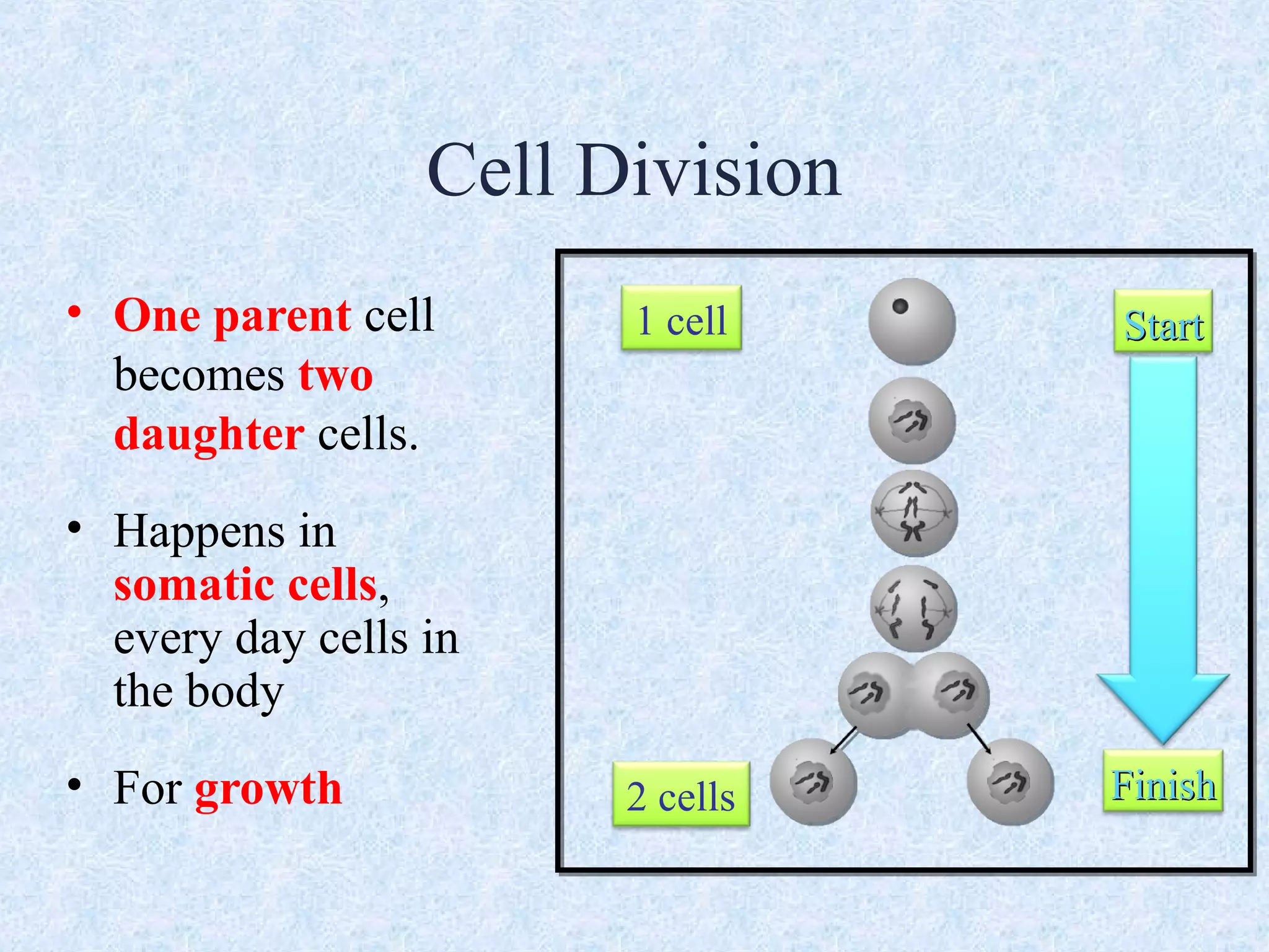 Cell Division
• One parent cell
becomes two
daughter cells.
• Happens in
somatic cells,
every day cells in
the body
• For growth
StartStart
FinishFinish
1 cell
2 cells
 
