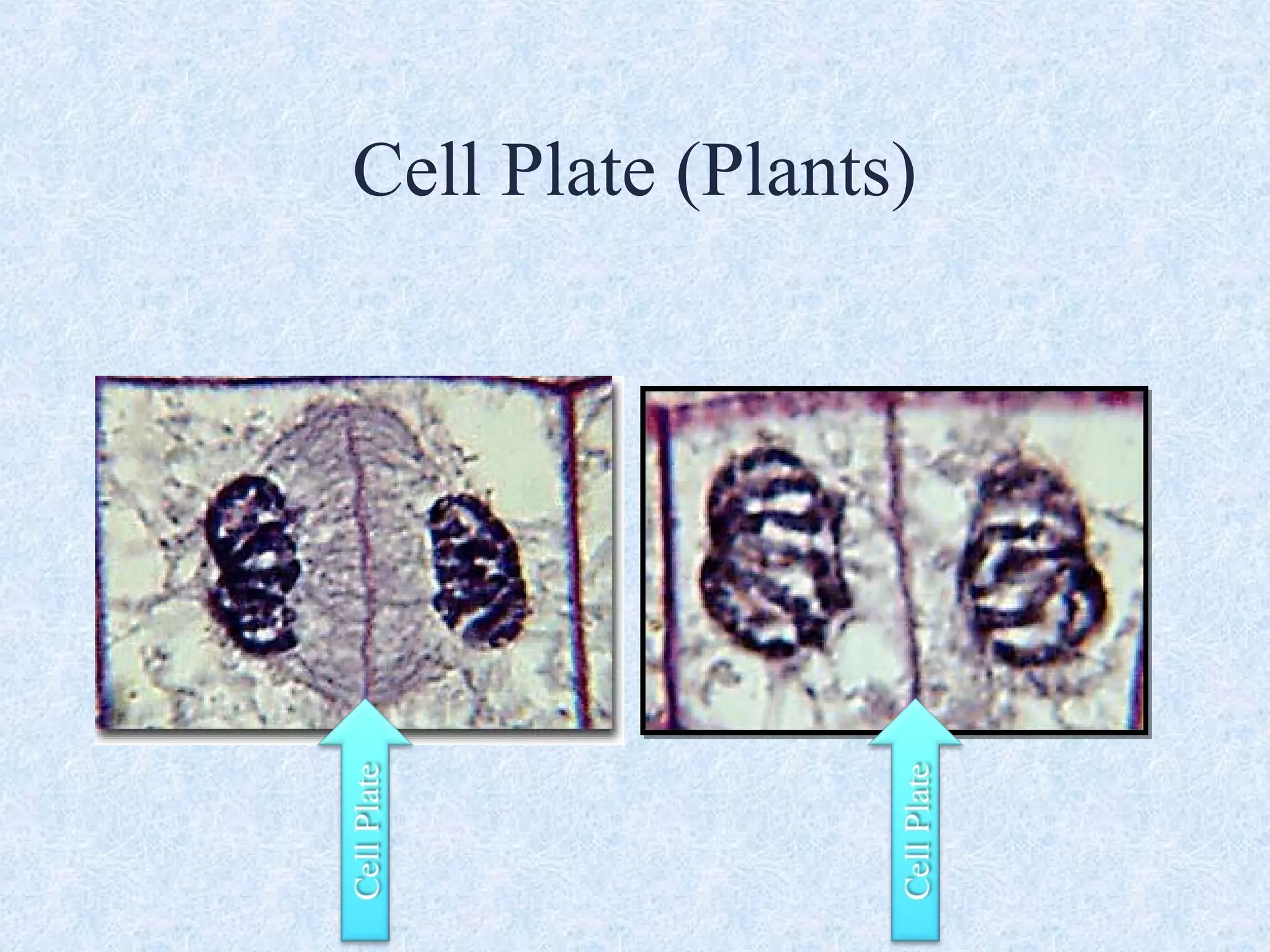 Cell Plate (Plants)
 