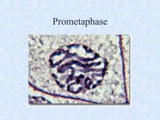 Promtaohase 2015 Mitosis | PPT