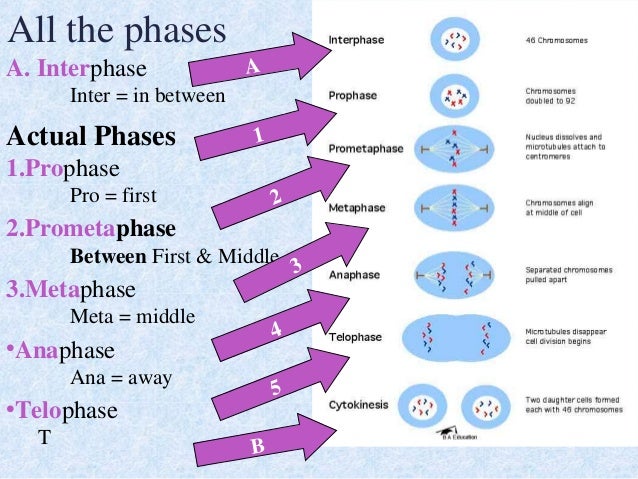 phases of mitosis