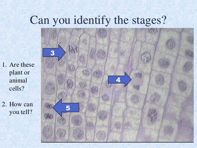 2015 Mitosis