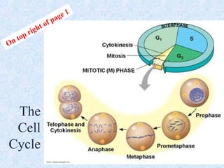 2015 Cell Cycle & Mitosis | PPT