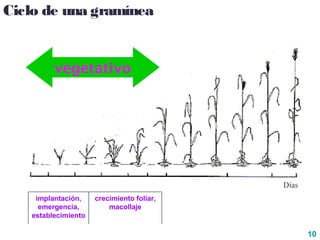 10
Ciclo de una gramínea
vegetativo
crecimiento foliar,
macollaje
implantación,
emergencia,
establecimiento
Días
 