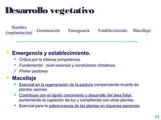 11
Desarrollo vegetativo
 Emergencia y establecimiento.
 Crítica por la intensa competencia.
 Fundamental : nivel reservas y condiciones climáticas.
 Primer pastoreo
 Macollaje
 Esencial en la regeneración de la pastura compensando muerte de
plantas vecinas
 Contribuye con el rápido crecimiento y desarrollo del área foliar,
aumentando la captación de luz y compitiendo con otras plantas.
 Esencial para la sobrevivencia de las plantas en especies perennes
Siembra
(implantación) Germinación EstablecimientoEmergencia Macollaje
 