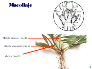 12
Macollo (mac 3)
Macollo principal (mac 0)
Macollo secundario (mac 1)
Macollaje
 