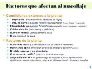 13
Factores que afectan al macollaje
 Condiciones externas a la planta
 Temperatura (afecta velocidad aparición de hojas)
 Temp. nocturnas: balance fotosíntesis/respiración (noche fresca < respiración)
 Intensidad de luz: balance fotosíntesis/respiración (más intensidad > macollaje)
 Calidad de la luz (relación rojo/rojo lejano)
 Nutrición mineral (particularmente el N)
 Disponibilidad de agua
 Factores de la planta
 Número de hojas que necesitan antes de iniciar el macollaje
 Dominancia apical (inhibición de yemas axilares y basales) auxinas
 Nivel de reservas y enraizamiento.
 Concentración de CHO (mayor concentración > macollaje)
 Asignación de CHO, en general luego del pastoreo la planta sigue el orden,
cicatrización- rebrote hojas - luego raíces y por último producción de nuevos macollos.
 