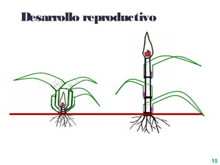 15
Desarrollo reproductivo
 