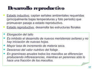 17
Desarrollo reproductivo
 Estado inductivo, captan señales ambientales requeridas
(principalmente bajas temperaturas y foto período) que
promueven pasaje a estado reproductivo.
 Estado reproductivo, desarrolla las estructuras florales
 Elongación del tallo
 Es inhibido el desarrollo de nuevos meristemas axilares y no
hay iniciación de nuevas hojas.
 Mayor tasa de incremento de materia seca.
 Descenso del valor nutritivo del follaje .
 En gramíneas anuales todos los macollos se diferencian
produciendo inflorescencias, mientras en perennes sólo lo
hace una fracción de los macollos.
 