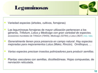18
 Variedad especies (árboles, cultivos, forrajeras)
 Las leguminosas forrajeras de mayor utilización pertenecen a los
géneros, Trifolium, Lotus y Medicago con gran variedad de especies,
accesiones mundiales de Trifolium (78405), Medicago (52764) y Lotus (3627) (FAO, 1996).
 Generalmente tienen poca presencia en campo natural. Hay especies
mejoradas para mejoramientos Lotus (Makú, Rincón), Ornithopus, ...
 Varias especies precisan insectos polinizadores para producir semillas.
 Plantas vasculares con semillas, dicotiledóneas. Hojas compuestas, de
nerviación reticulada.
Leguminosas
 