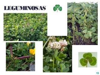 19
LEGUMINOSAS
 