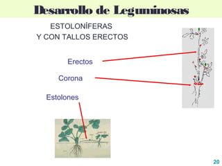 20
Desarrollo de Leguminosas
ESTOLONÍFERAS
Y CON TALLOS ERECTOS
Estolones
Erectos
Corona
 