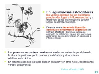 21
 Las yemas se encuentran próximas al suelo, normalmente por debajo de
la altura de pastoreo, por lo cual no son dañadas y el rebrote es
relativamente rápido.
 En algunas especies los tallos pueden enraizar y en otras no (ej. trébol blanco
y trébol subterraneo)
 En leguminosas estoloníferas
las yemas axilares de los estolones
pueden dar lugar a inflorescencias, y a
diferencia de las gramíneas se pueden
seguir desarrollando hojas.
 De esta forma durante la floración
continua el crecimiento vegetativo sin
ser tan afectado (disminuye la tasa de
aparición de estolones, ya que son las yemas
axilares las que se diferencian en estolones o
inflorecencias)
En base a Escuder (1997)
 
