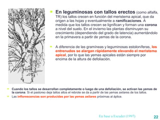 22
 En leguminosas con tallos erectos (como alfalfa,
TR) los tallos crecen en función del meristema apical, que da
origen a las hojas y eventualmente a ramificaciones. A
medida que los tallos crecen se lignifican y forman una corona
a nivel del suelo. En el invierno las plantas disminuyen su
crecimiento (dependiendo del grado de latencia) aumentándolo
en la primavera a partir de yemas de la corona.
 A diferencia de las gramíneas y leguminosas estoloníferas, los
entrenudos se alargan rápidamente elevando el meristema
apical, por lo que las yemas apicales están siempre por
encima de la altura de defoliación.
 Cuando los tallos se desarrollan completamente o luego de una defoliación, se activan las yemas de
la corona. Si el pastoreo deja tallos altos el rebrote se da a partir de las yemas axilares de los tallos.
 Las inflorescencias son producidas por las yemas axilares próximas al áplice.
En base a Escuder (1997)
 