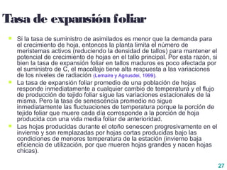 27
Tasa de expansión foliar
 Si la tasa de suministro de asimilados es menor que la demanda para
el crecimiento de hoja, entonces la planta limita el número de
meristemas activos (reduciendo la densidad de tallos) para mantener el
potencial de crecimiento de hojas en el tallo principal. Por esta razón, si
bien la tasa de expansión foliar en tallos maduros es poco afectada por
el suministro de C, el macollaje tiene alta respuesta a las variaciones
de los niveles de radiación (Lemaire y Agnusdei, 1999).
 La tasa de expansión foliar promedio de una población de hojas
responde inmediatamente a cualquier cambio de temperatura y el flujo
de producción de tejido foliar sigue las variaciones estacionales de la
misma. Pero la tasa de senescencia promedio no sigue
inmediatamente las fluctuaciones de temperatura porque la porción de
tejido foliar que muere cada día corresponde a la porción de hoja
producida con una vida media foliar de anterioridad.
 Las hojas producidas durante el otoño senescen progresivamente en el
invierno y son remplazadas por hojas cortas producidas bajo las
condiciones de menores temperatura de la estación (invierno baja
eficiencia de utilización, por que mueren hojas grandes y nacen hojas
chicas).
 