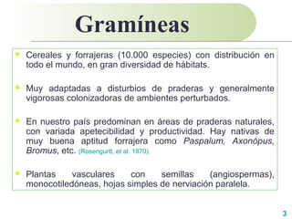 3
 Cereales y forrajeras (10.000 especies) con distribución en
todo el mundo, en gran diversidad de hábitats.
 Muy adaptadas a disturbios de praderas y generalmente
vigorosas colonizadoras de ambientes perturbados.
 En nuestro país predominan en áreas de praderas naturales,
con variada apetecibilidad y productividad. Hay nativas de
muy buena aptitud forrajera como Paspalum, Axonópus,
Bromus, etc. (Rosengurtt, et al. 1970).
 Plantas vasculares con semillas (angiospermas),
monocotiledóneas, hojas simples de nerviación paralela.
Gramíneas
 