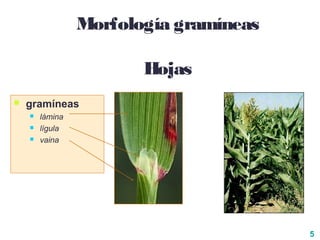 5
Morfología gramíneas
Hojas
 gramíneas
 lámina
 lígula
 vaina
 