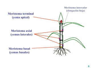 6
Meristema axial
(yemas laterales)
Meristema terminal
(yema apical)
Meristema basal
(yemas basales)
Meristema intercalar
(elongación hoja)
 