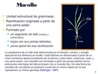 7
Macollo
 Unidad estructural de gramíneas.
 Ramificación originada a partir de
una yema axilar.
 Formado por
 un segmento de tallo (nudos y
entrenudos),
 hojas con sus yemas laterales,
 yema apical de esa ramificación.
La arquitectura de un tallo está determinada por el tamaño, número, y arreglo
espacial de los fitómeros en el tallo. Cada fitómero es diferenciado a partir de un
único meristemo apical (constituido por la lámina y vaina foliar, entrenudo, nudo, y
una yema axilar). Los macollos son formados a partir de yemas axilares de los
entrenudos más bajos del tallo principal o de un macollo hijo. De esta forma los
macollos de una planta se producen a partir de un mismo cigoto por lo que
representan un mismo genotipo (Nabinger, 1997).
 