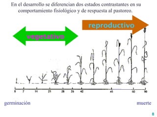 8
vegetativo
reproductivo
germinación muerte
En el desarrollo se diferencian dos estados contrastantes en su
comportamiento fisiológico y de respuesta al pastoreo.
 