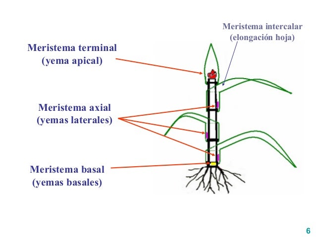 Explorando el Meristema Axilar: Desarrollo de la Plantación_3 Meristema axilar_3