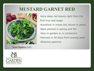 MUSTARD GARNET RED 
•Very deep red leaves right from the 
first true leaf stage 
•Excellent in mixes like shown in photo 
•Best planted in spring and fall 
•Sow in garden or in containers 
•Harvest in 40 days from sowing seed 
•Brassica japonica 
Terra Organics, LLC 
 