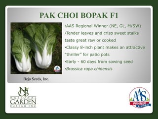 PAK CHOI BOPAK F1 
•AAS Regional Winner (NE, GL, M/SW) 
•Tender leaves and crisp sweet stalks 
taste great raw or cooked 
•Classy 8-inch plant makes an attractive 
“thriller” for patio pots 
•Early - 60 days from sowing seed 
•Brassica rapa chinensis 
Bejo Seeds, Inc. 
 