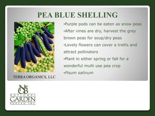 PEA BLUE SHELLING 
•Purple pods can be eaten as snow peas 
•After vines are dry, harvest the grey 
brown peas for soup/dry peas 
•Lovely flowers can cover a trellis and 
attract pollinators 
•Plant in either spring or fall for a 
wonderful multi use pea crop 
•Pisum sativum 
TERRA ORGANICS, LLC 
 