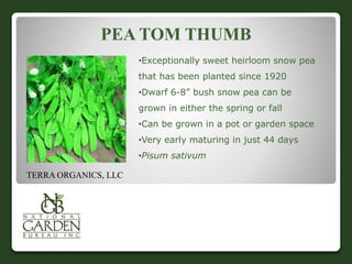 PEA TOM THUMB 
•Exceptionally sweet heirloom snow pea 
that has been planted since 1920 
•Dwarf 6-8” bush snow pea can be 
grown in either the spring or fall 
•Can be grown in a pot or garden space 
•Very early maturing in just 44 days 
•Pisum sativum 
TERRA ORGANICS, LLC 
 