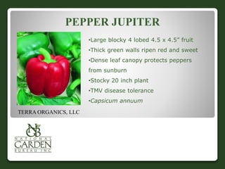 PEPPER JUPITER 
•Large blocky 4 lobed 4.5 x 4.5” fruit 
•Thick green walls ripen red and sweet 
•Dense leaf canopy protects peppers 
from sunburn 
•Stocky 20 inch plant 
•TMV disease tolerance 
•Capsicum annuum 
TERRA ORGANICS, LLC 
 