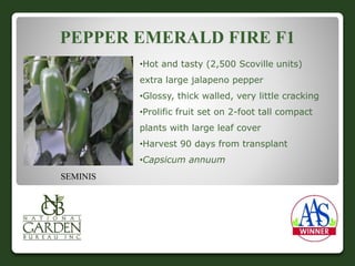 PEPPER EMERALD FIRE F1 
•Hot and tasty (2,500 Scoville units) 
extra large jalapeno pepper 
•Glossy, thick walled, very little cracking 
•Prolific fruit set on 2-foot tall compact 
plants with large leaf cover 
•Harvest 90 days from transplant 
•Capsicum annuum 
SEMINIS 
 